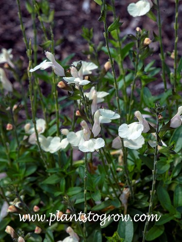 Salvia Mirage Cream (Salvia greggii)